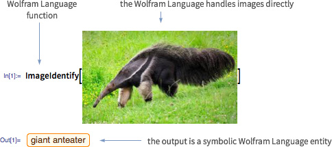 Wolfram Language ImageIdentify classifying a photograph as a giant anteater