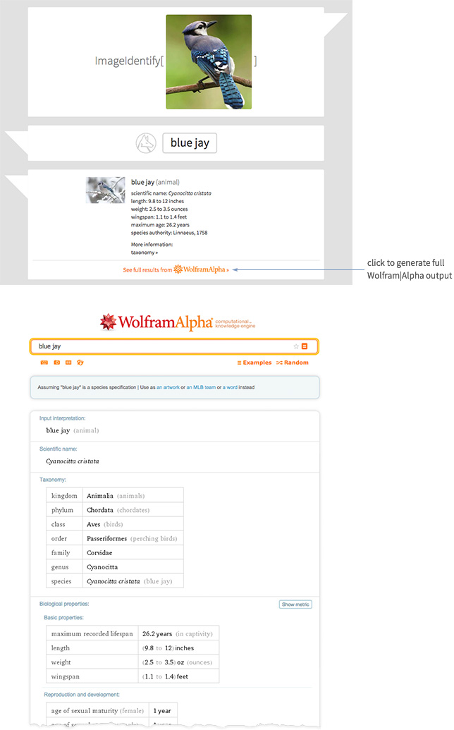 ImageIdentify recognizing a blue jay with a Wolfram|Alpha summary and related data