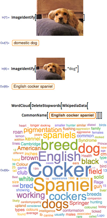 Wolfram Language classifying a dog image and computing a word cloud from the result