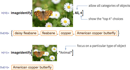 Ranked ImageIdentify suggestions refining an image classification to butterfly species